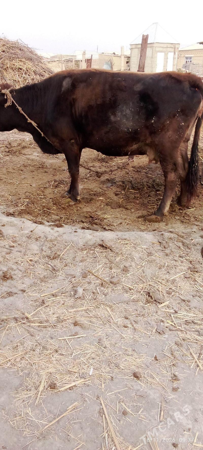 Sygyr - Bäherden - img 2