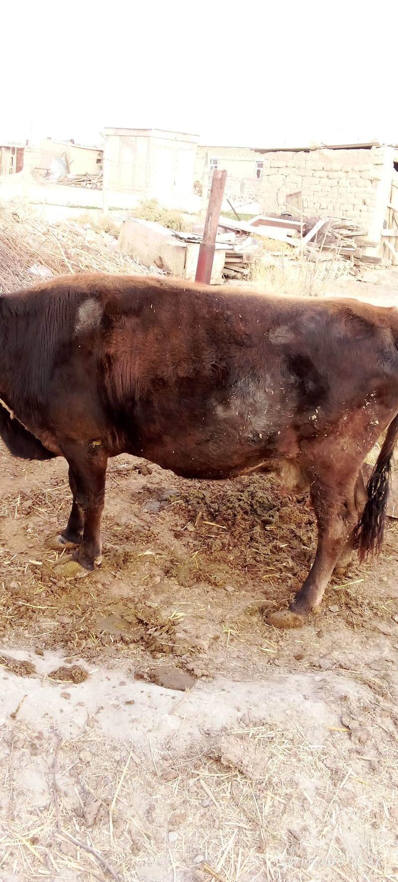 Sygyr - Bäherden - img 3