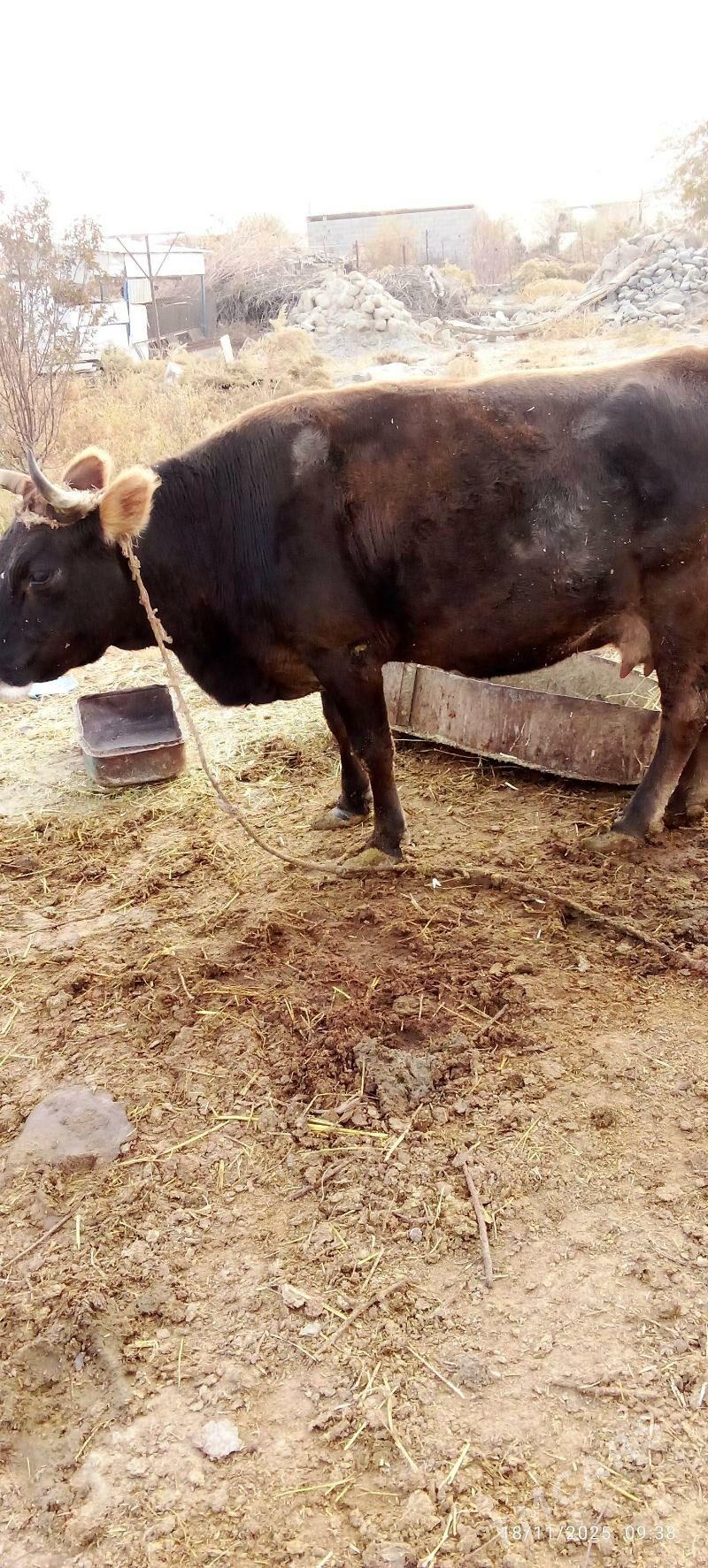 Sygyr - Bäherden - img 1