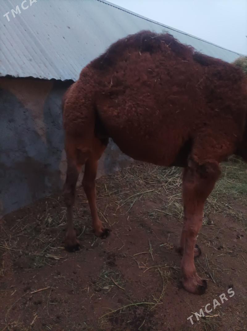 duye owsuk - Анев - img 3