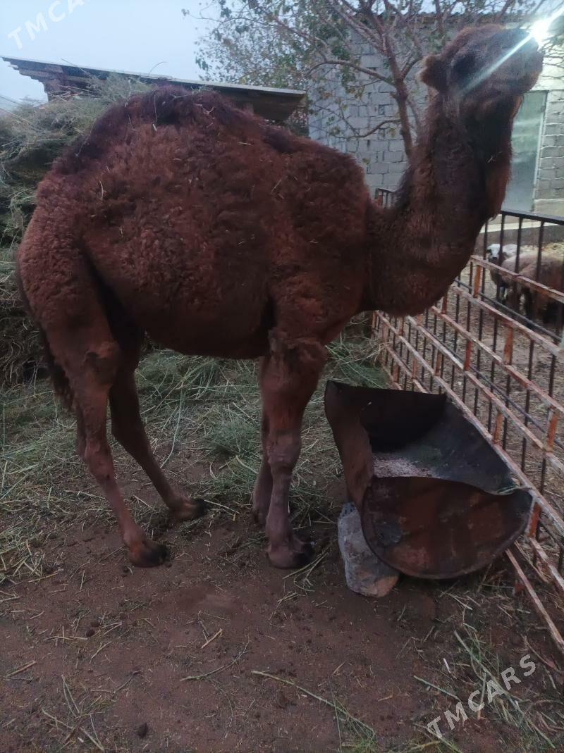 duye owsuk - Анев - img 2