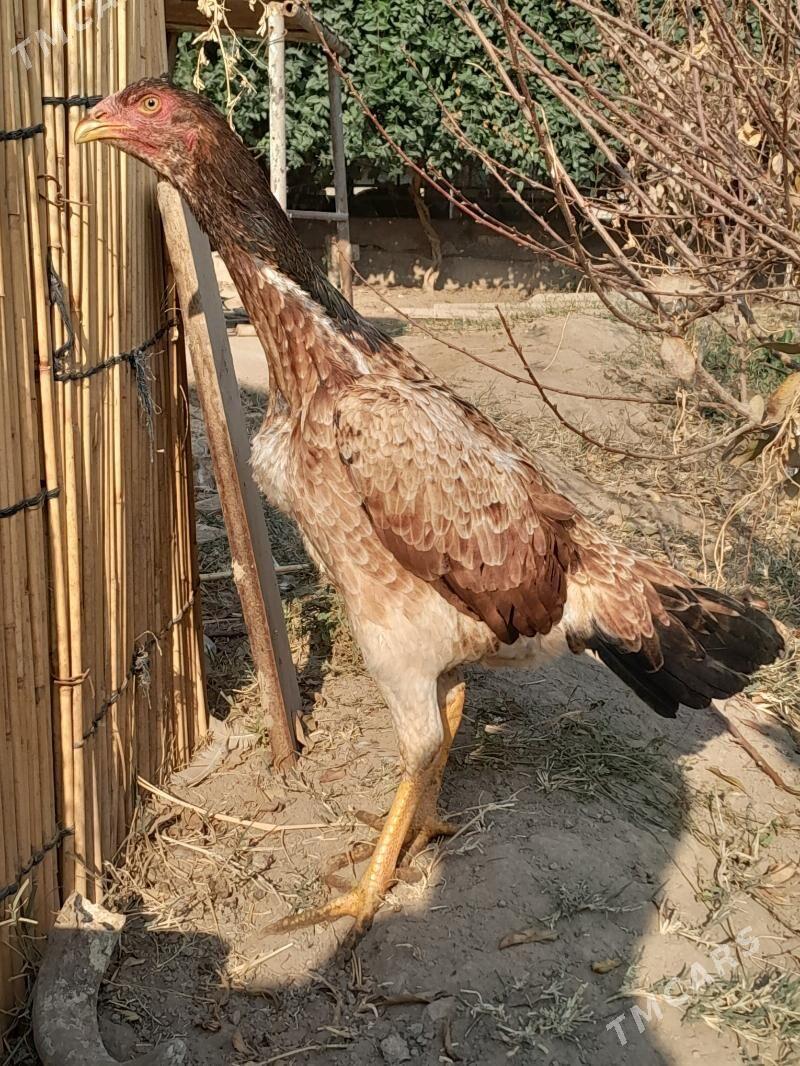 towuk - Mary - img 2