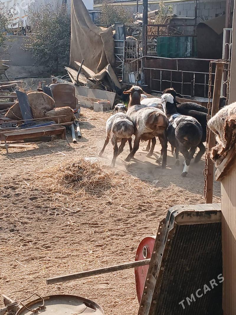 Goyun we Geçi - Gökdepe - img 2