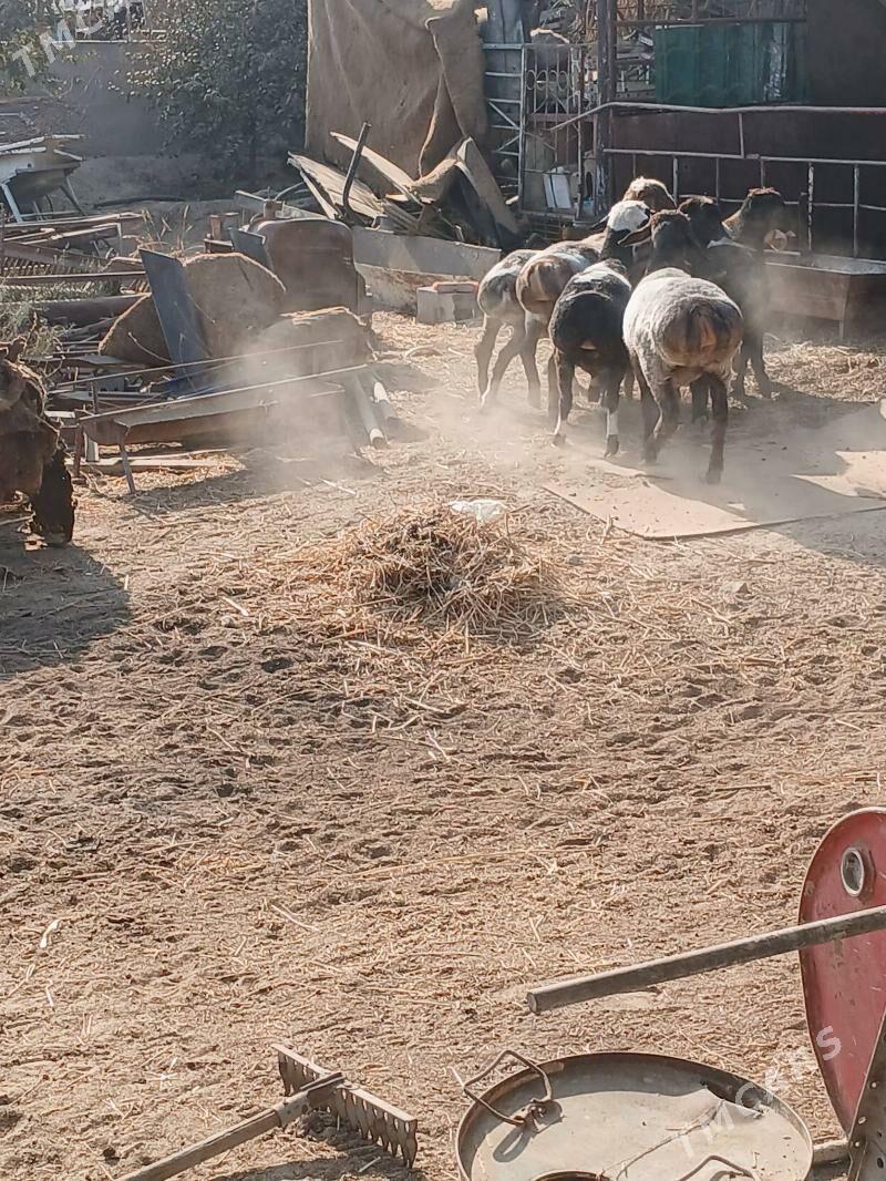 Goyun we Geçi - Gökdepe - img 3