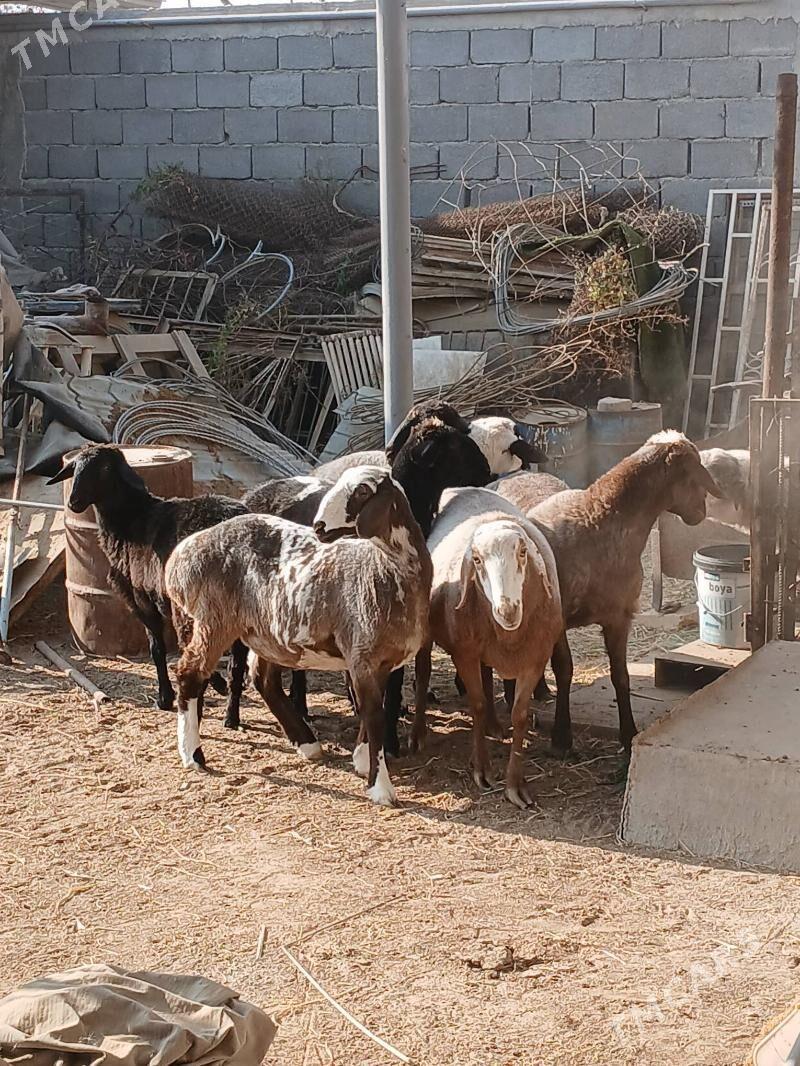 Goyun we Geçi - Gökdepe - img 5