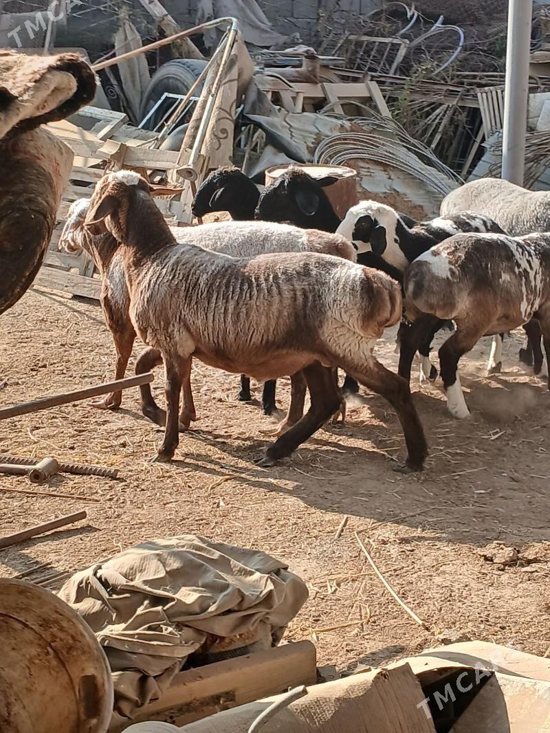 Goyun we Geçi - Gökdepe - img 1