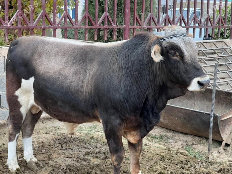 okuz - Ашхабад - img 1