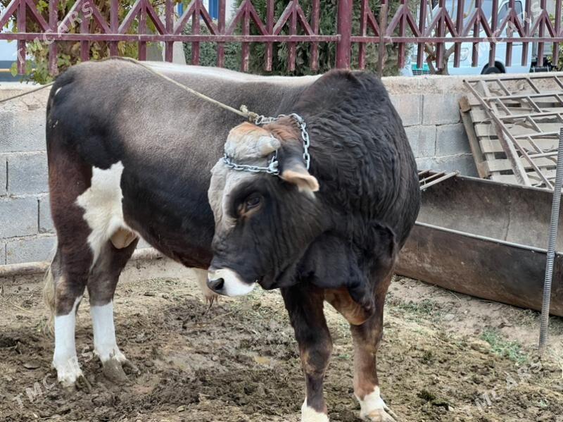 okuz - Ашхабад - img 2