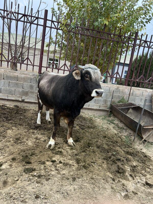 okuz - Ашхабад - img 3