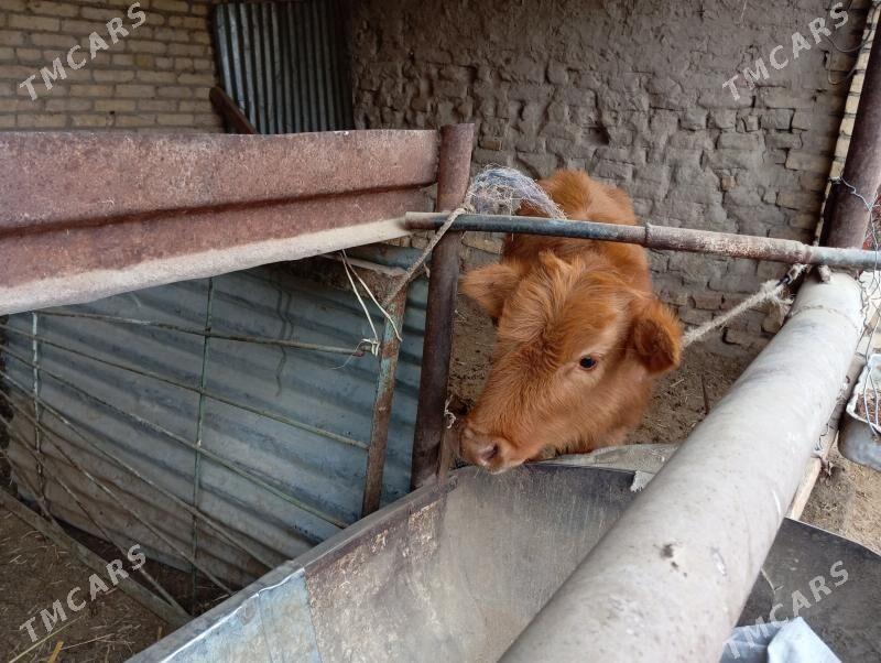 saglyk sygyr - Çärjew - img 2