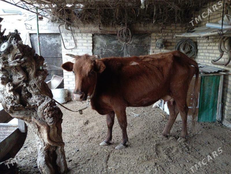 saglyk sygyr - Çärjew - img 4