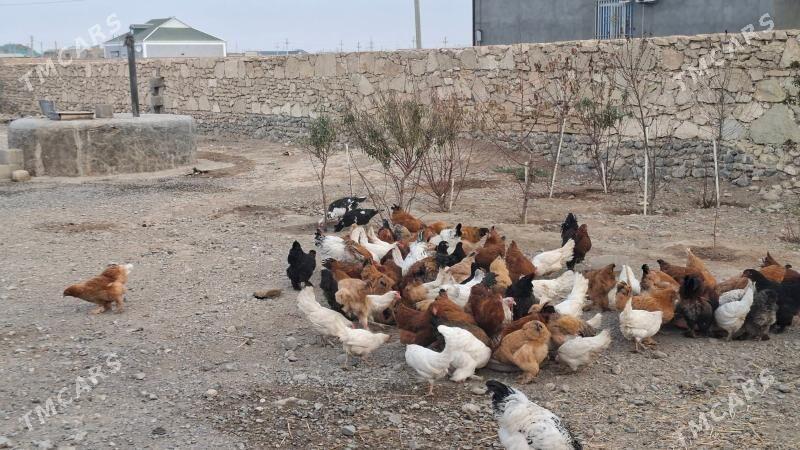 Towuklar - Gyzylarbat - img 2