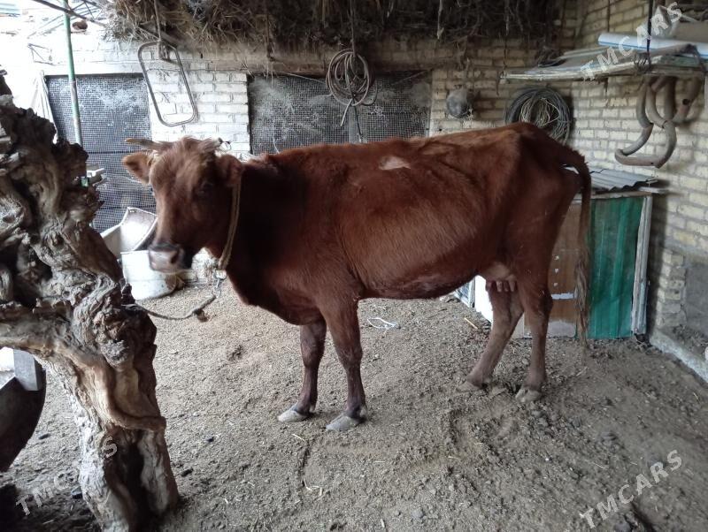 saglyk sygyr - Çärjew - img 3