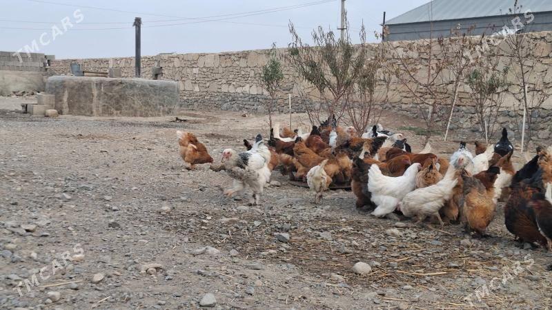 Towuklar - Gyzylarbat - img 4