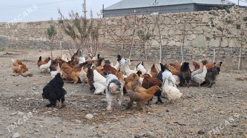 Towuklar - Gyzylarbat - img 3