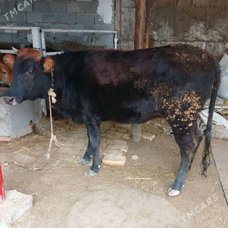 SYGYR - Бузмеин - img 2