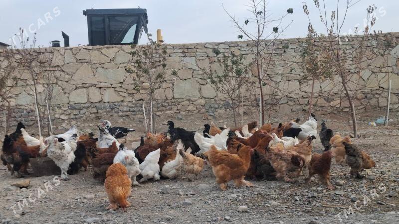 Towuklar - Gyzylarbat - img 6