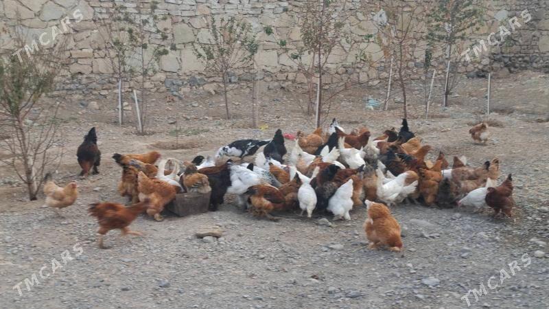 Towuklar - Gyzylarbat - img 5