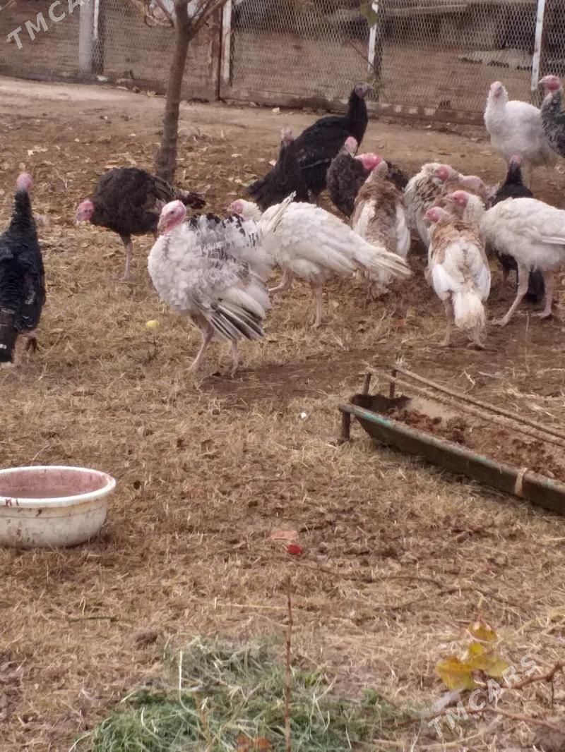 Induk - Mary - img 1