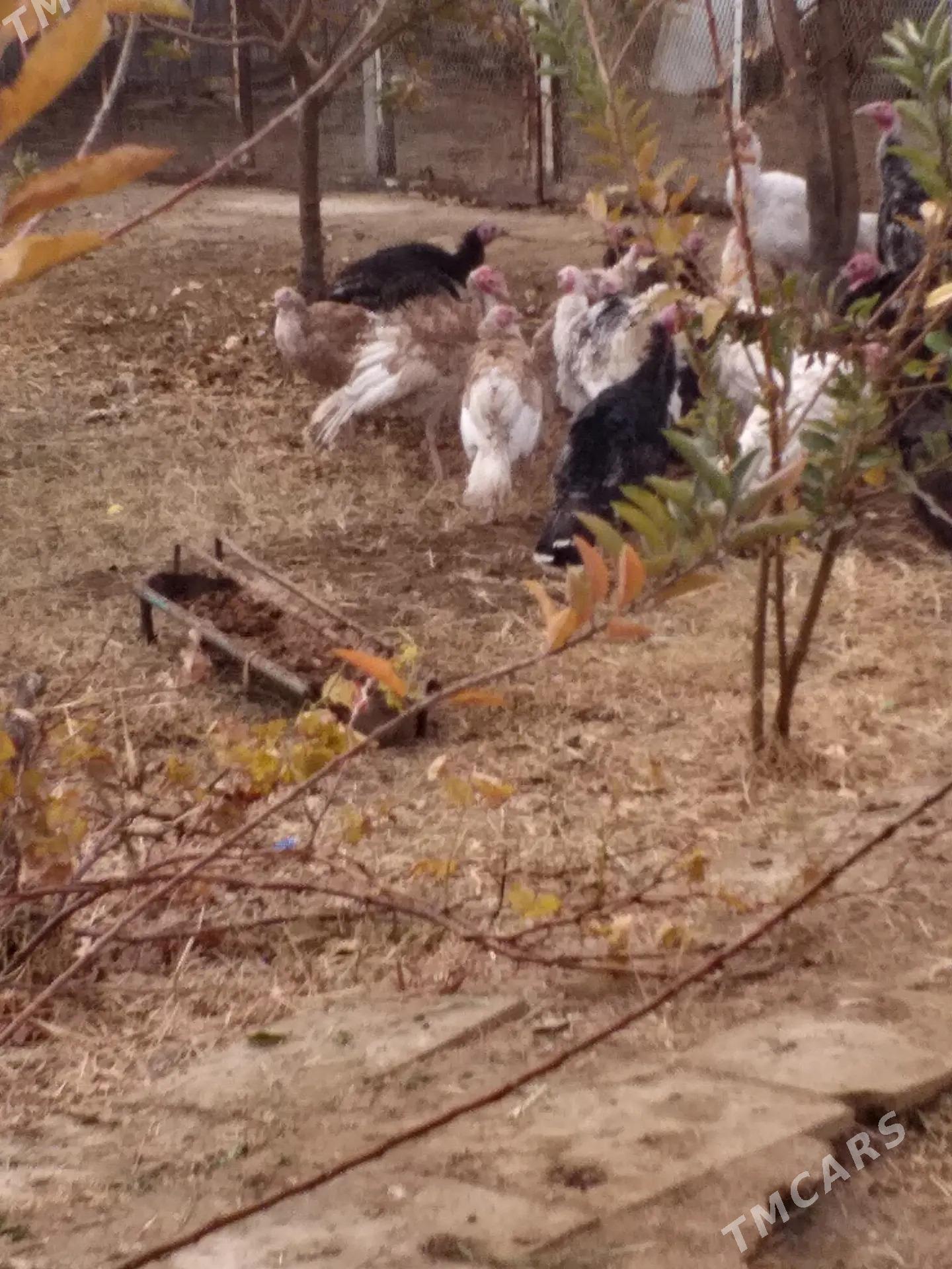 Induk - Мары - img 2