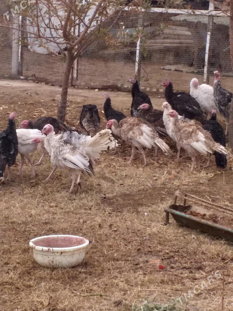 Induk - Мары - img 4