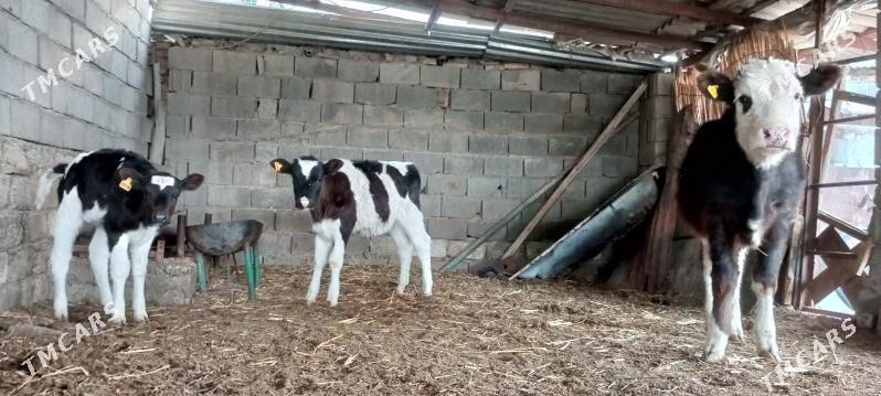 Simental Tüwe Göle - Aşgabat - img 3