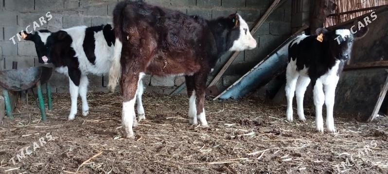 Simental Tüwe Göle - Aşgabat - img 2