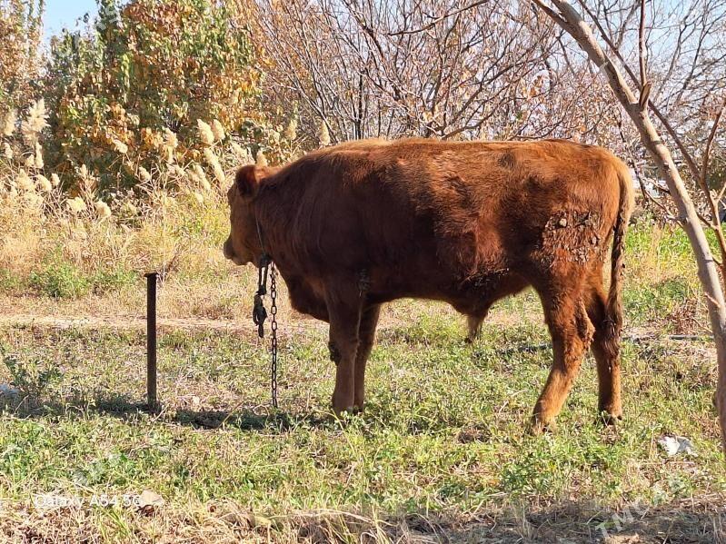 öküz - Бахарден - img 2