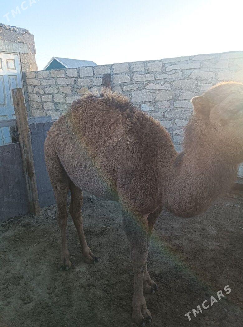 torumly duye - Туркменбаши - img 4