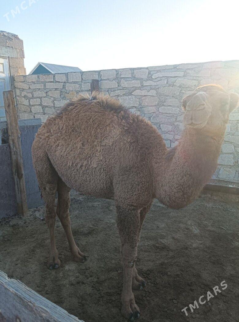 torumly duye - Туркменбаши - img 5