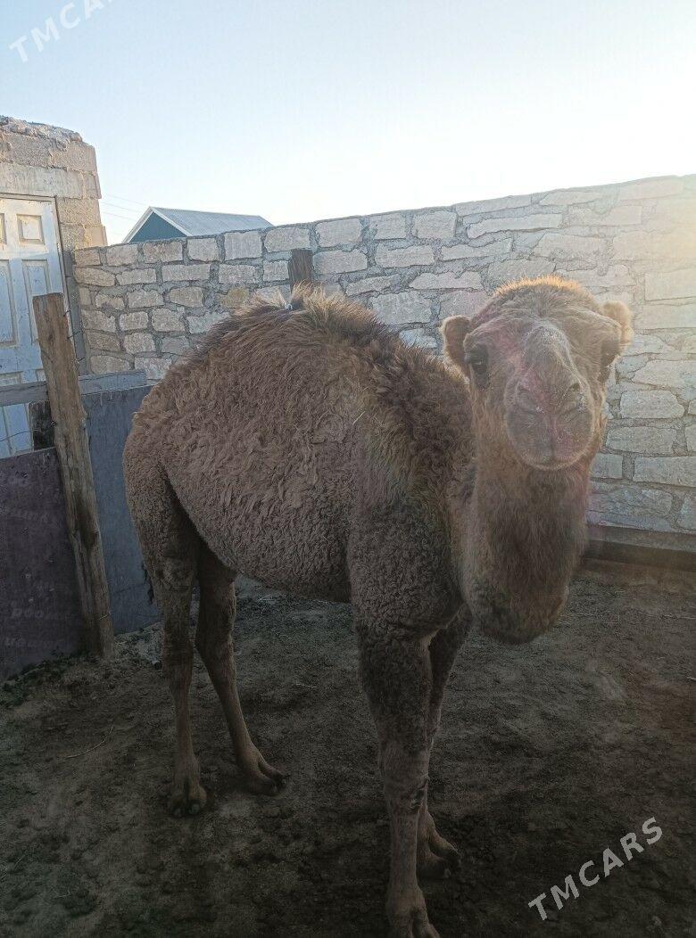 torumly duye - Туркменбаши - img 6