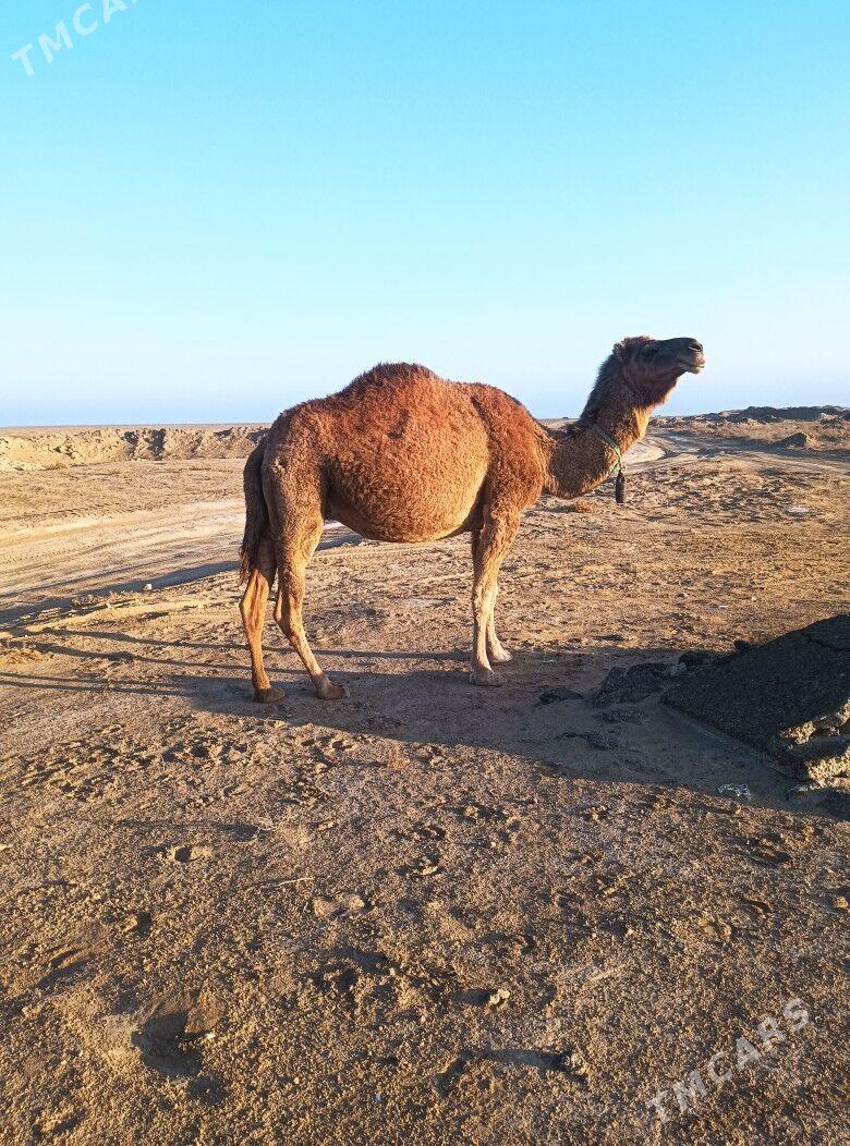 torumly duye - Туркменбаши - img 3