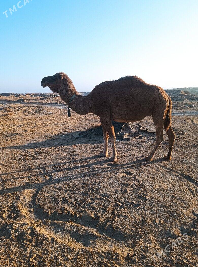 torumly duye - Туркменбаши - img 2