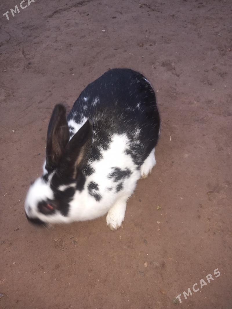 пол великан - Çärjew - img 2