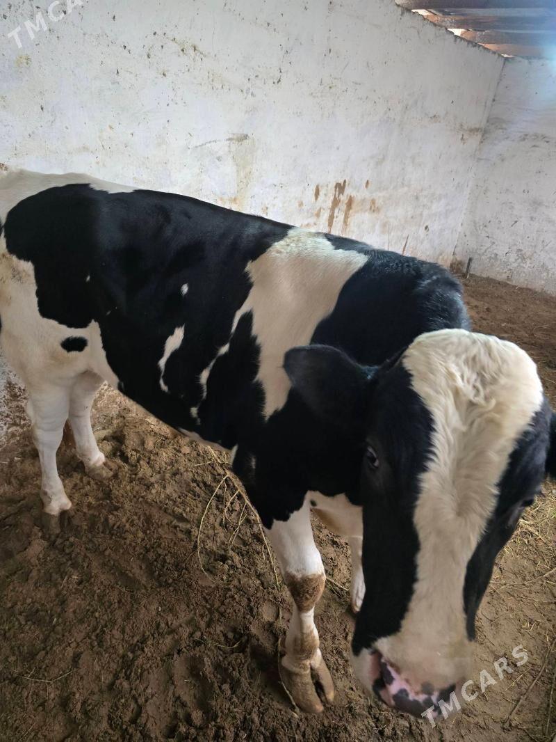 gara ala okuz - Bekrewe - img 2