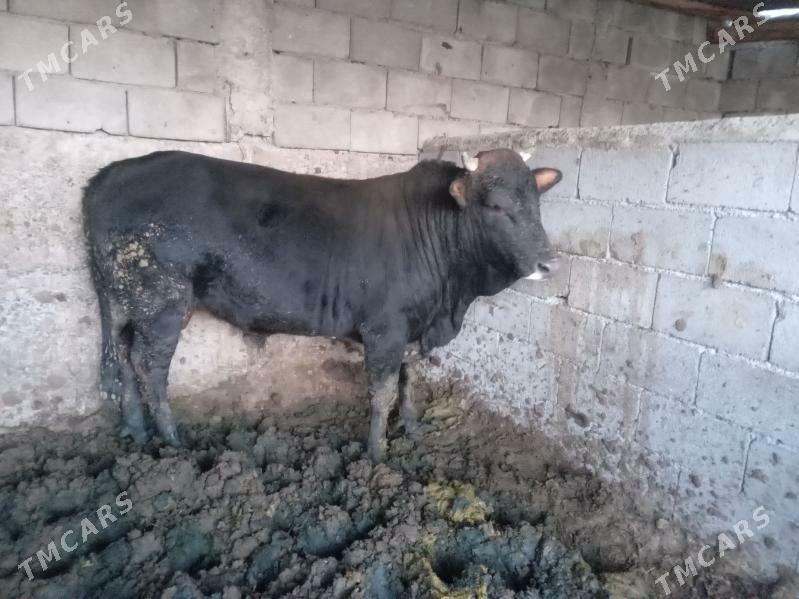 Öküz. - Aşgabat - img 2