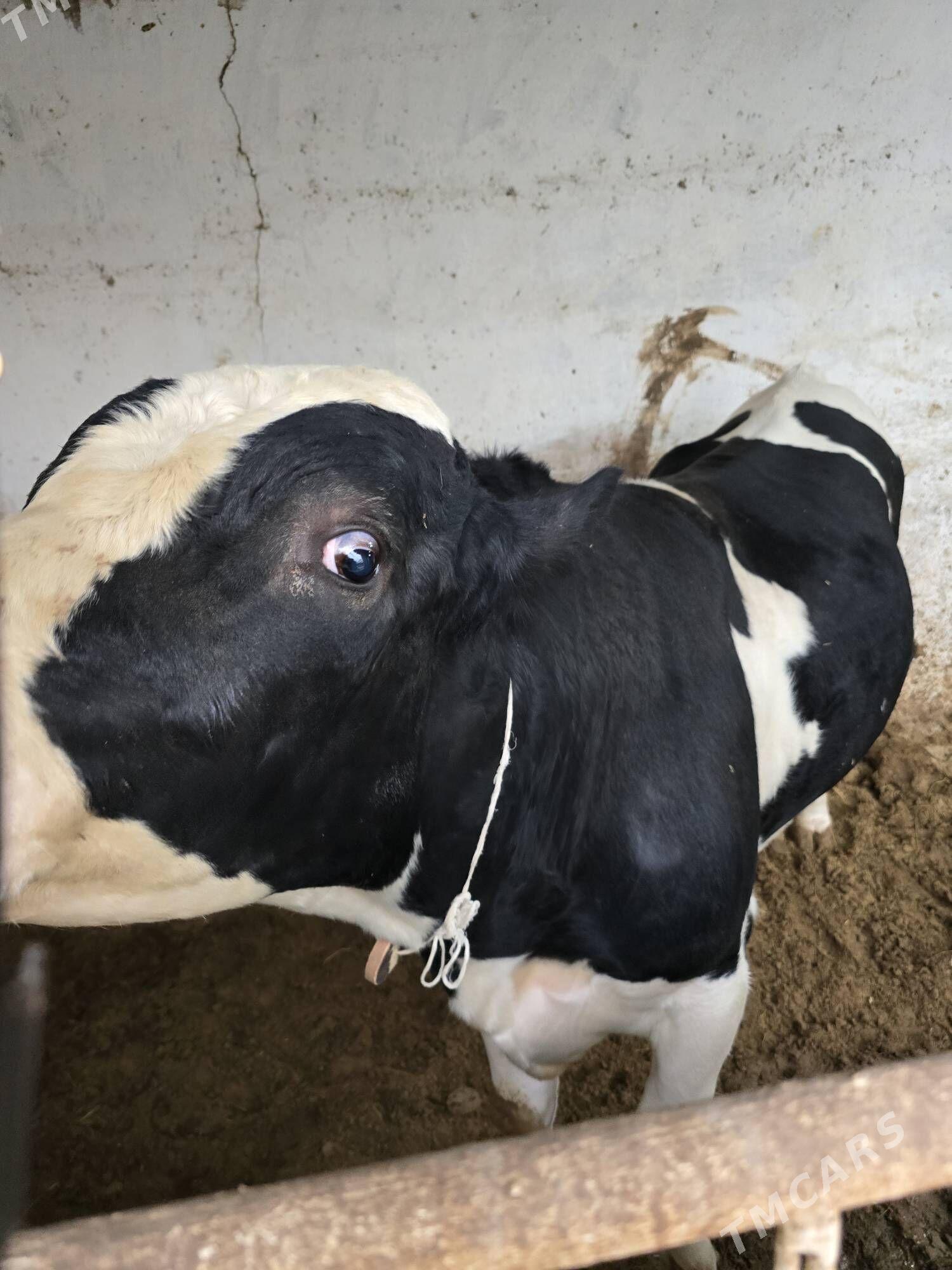 gara ala okuz - Bekrewe - img 3