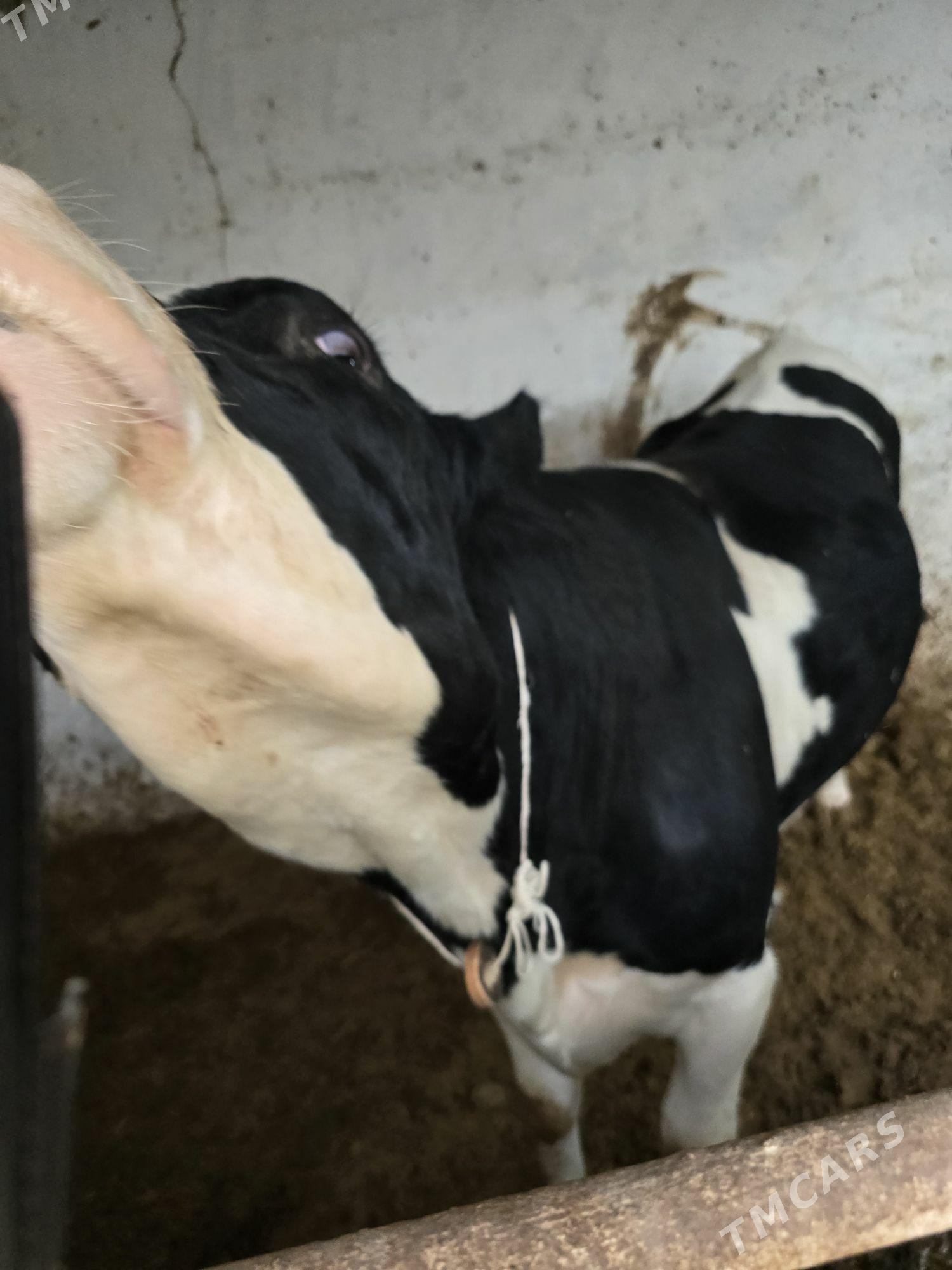 gara ala okuz - Bekrewe - img 6