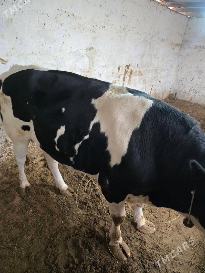 gara ala okuz - Bekrewe - img 7