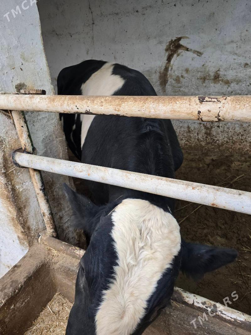 gara ala okuz - Bekrewe - img 4