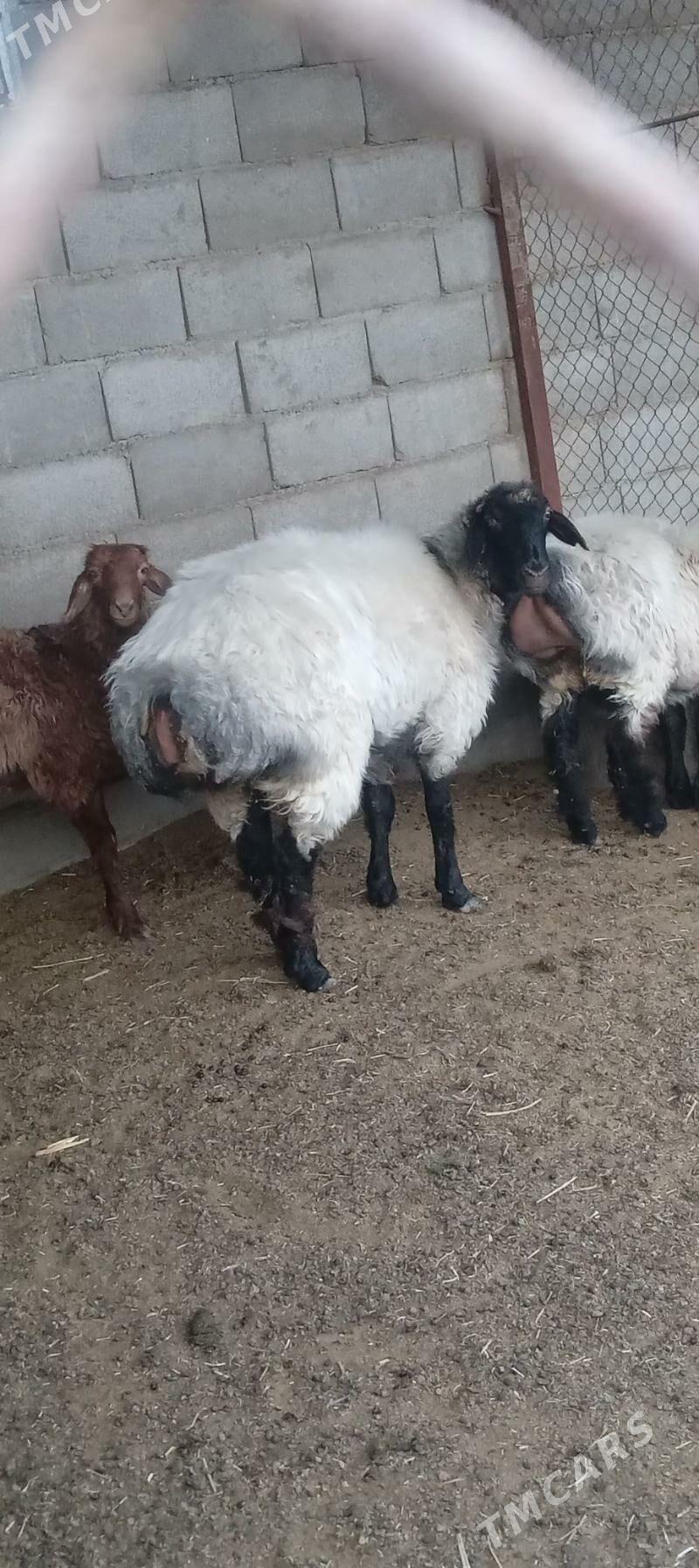 goýun - Gökdepe - img 2