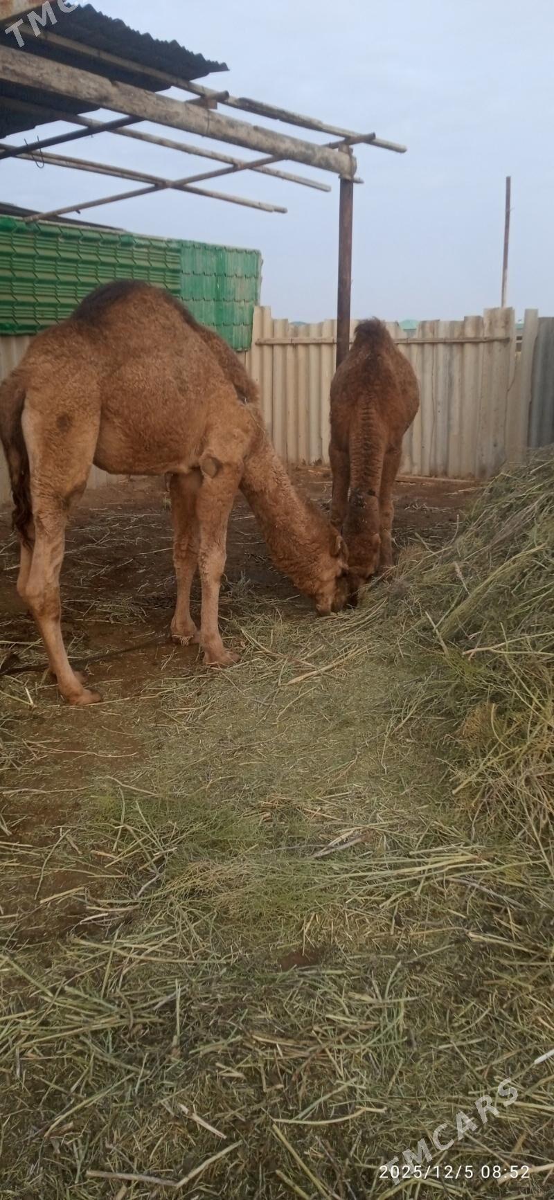 Güýe ogşu - Babadaýhan - img 2