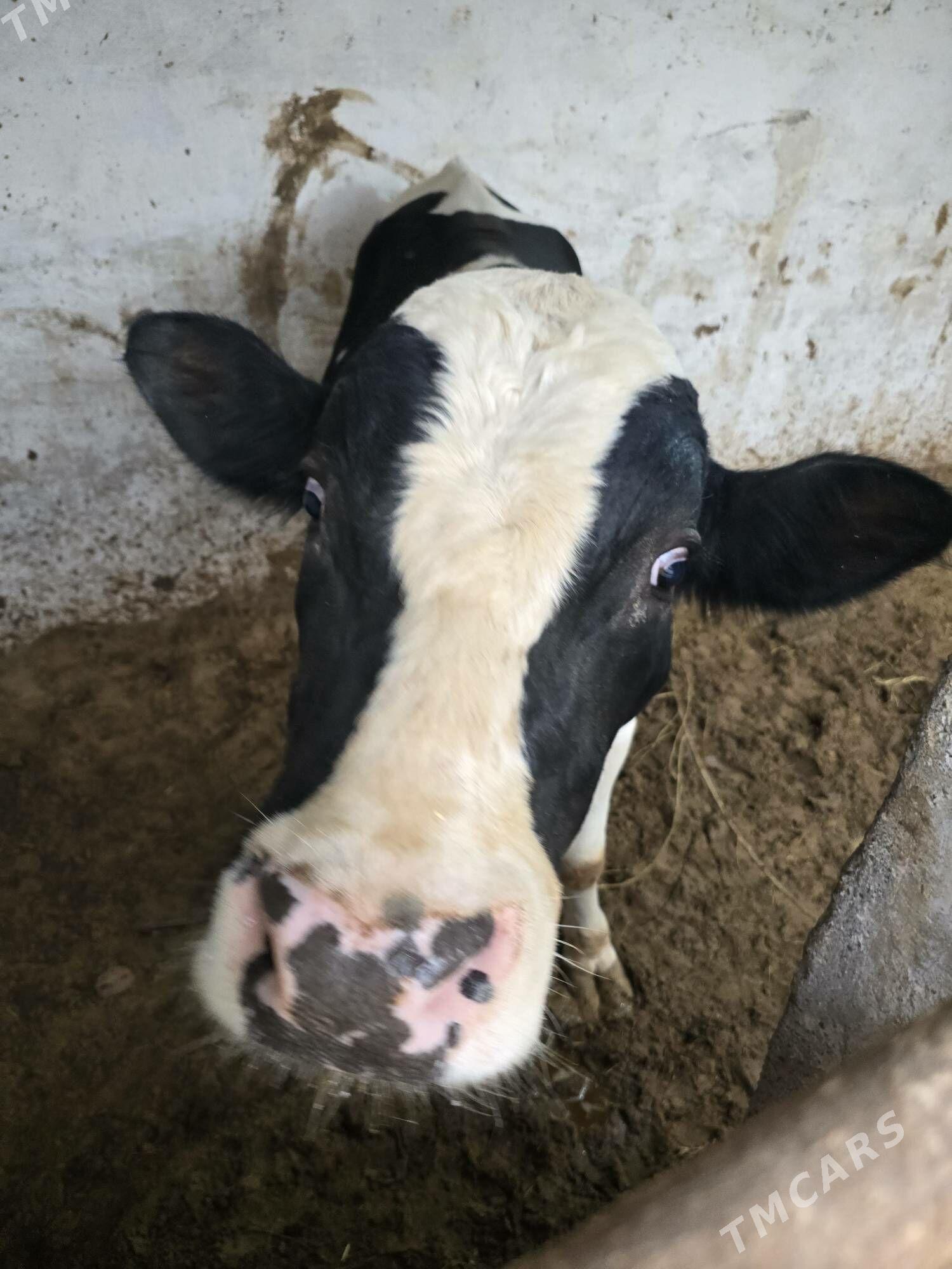 gara ala okuz - Bekrewe - img 5