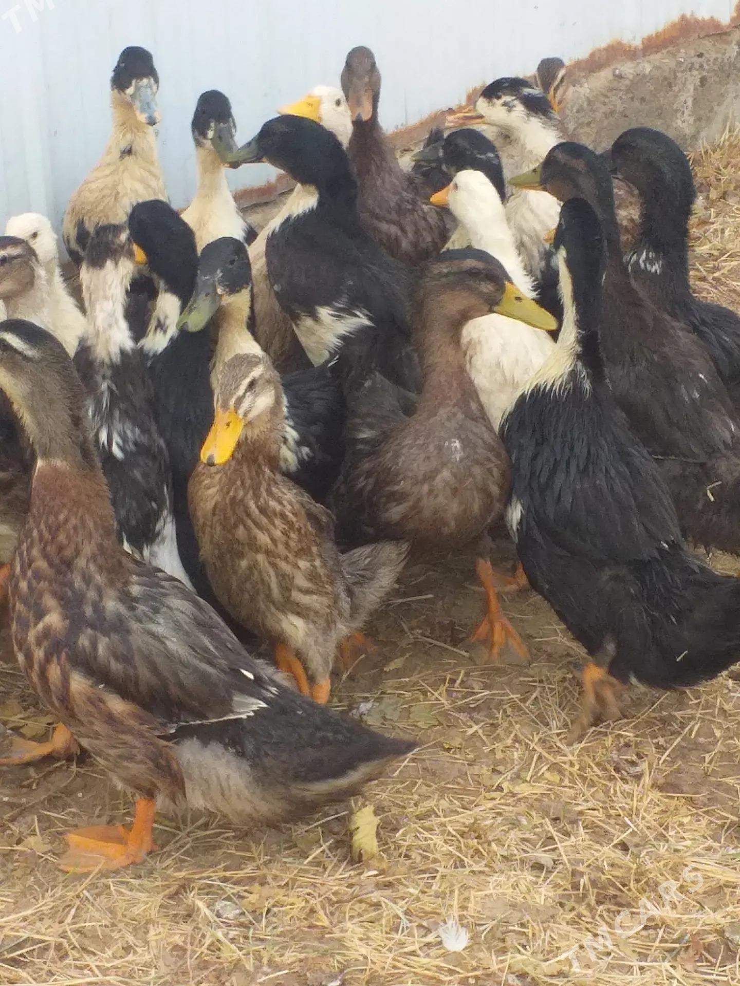 Òrdek - Mary - img 4