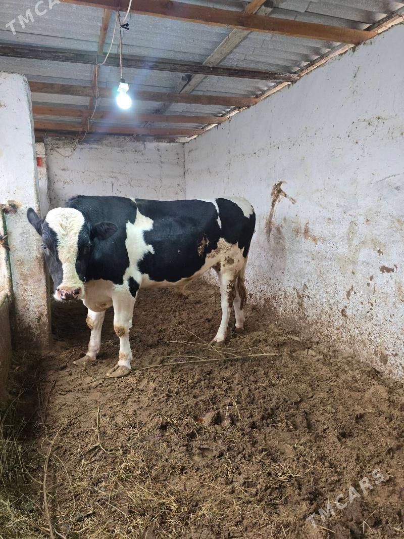 gara ala okuz - Bekrewe - img 8