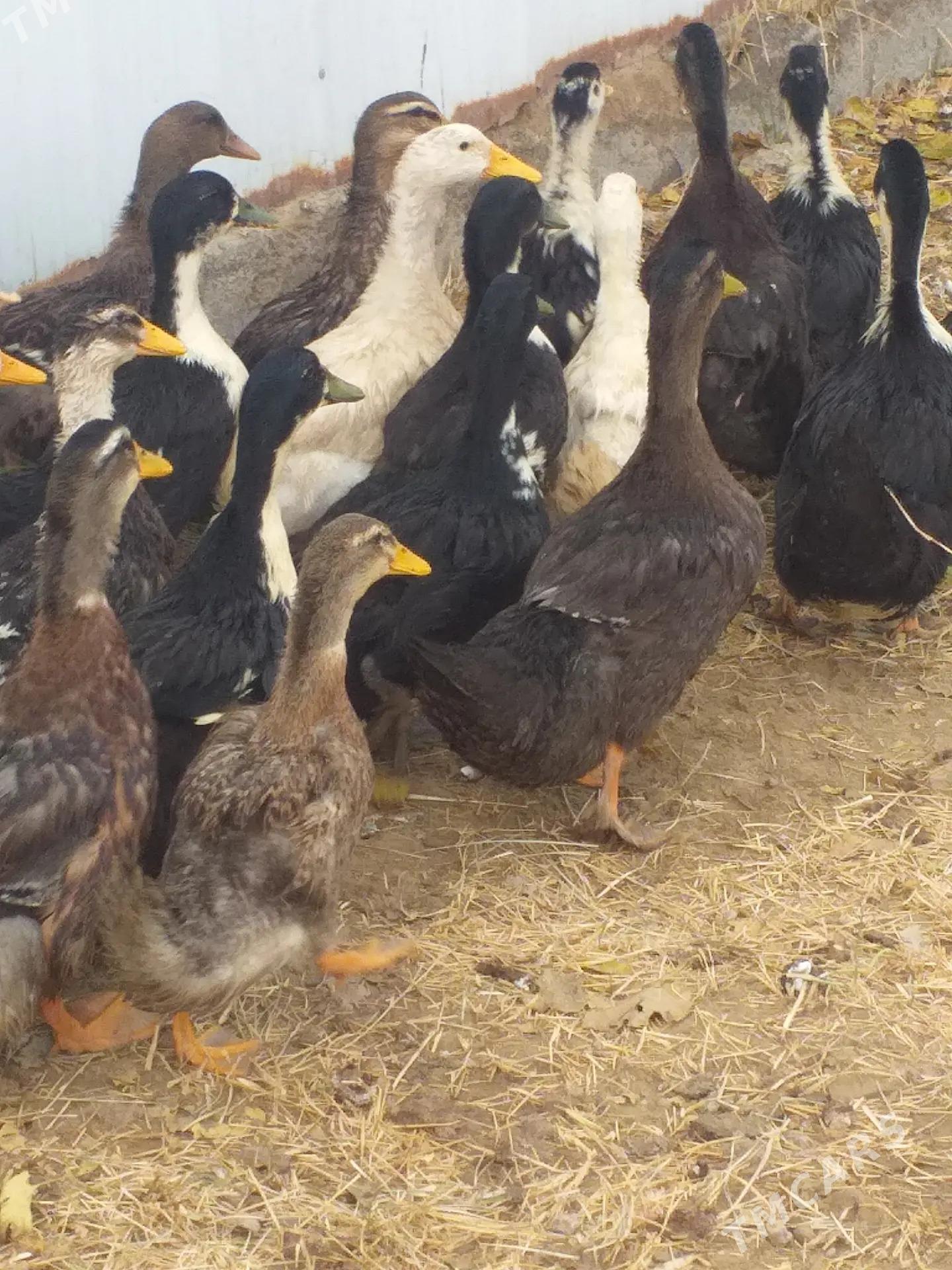 Òrdek - Mary - img 3