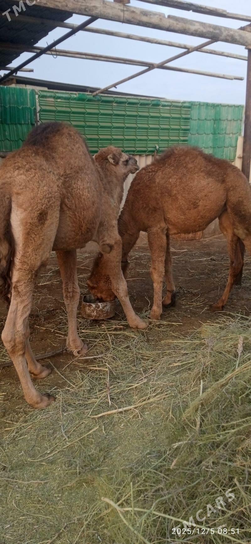 Güýe ogşu - Babadaýhan - img 3