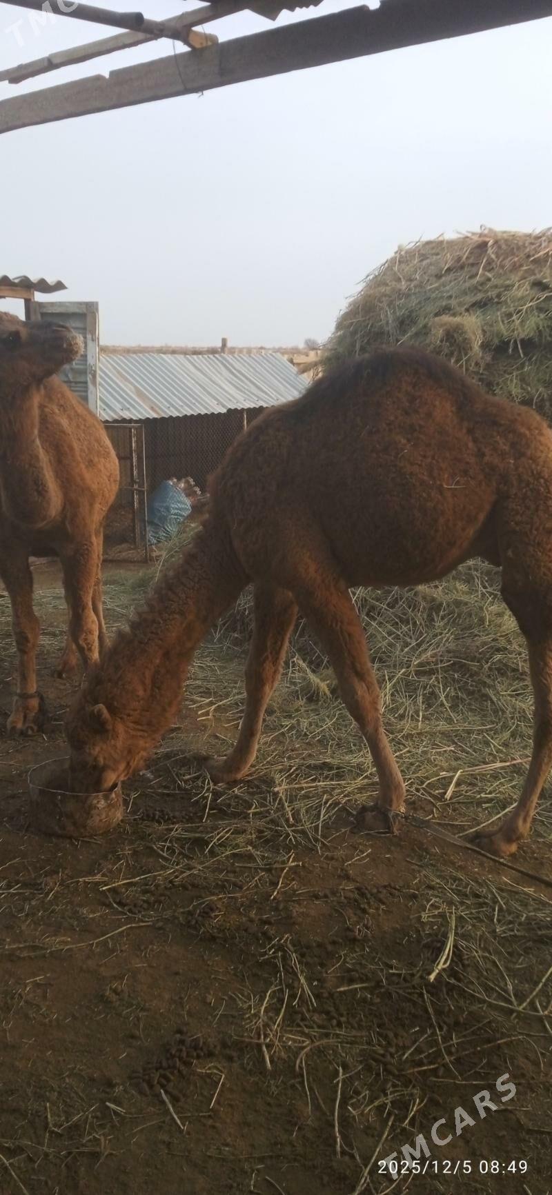 Güýe ogşu - Babadaýhan - img 4