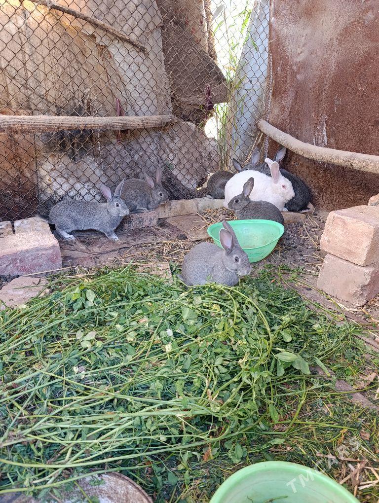 Towşon - Babadaýhan - img 2