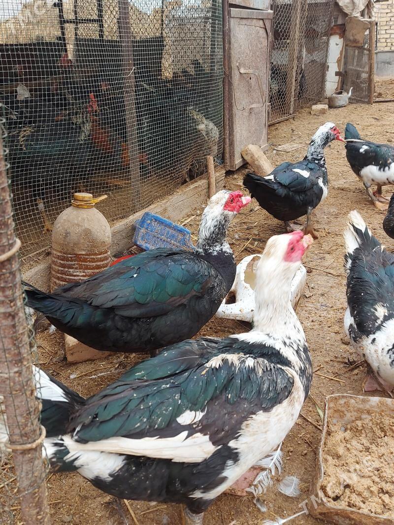 Erkek ordek - Сакар - img 5